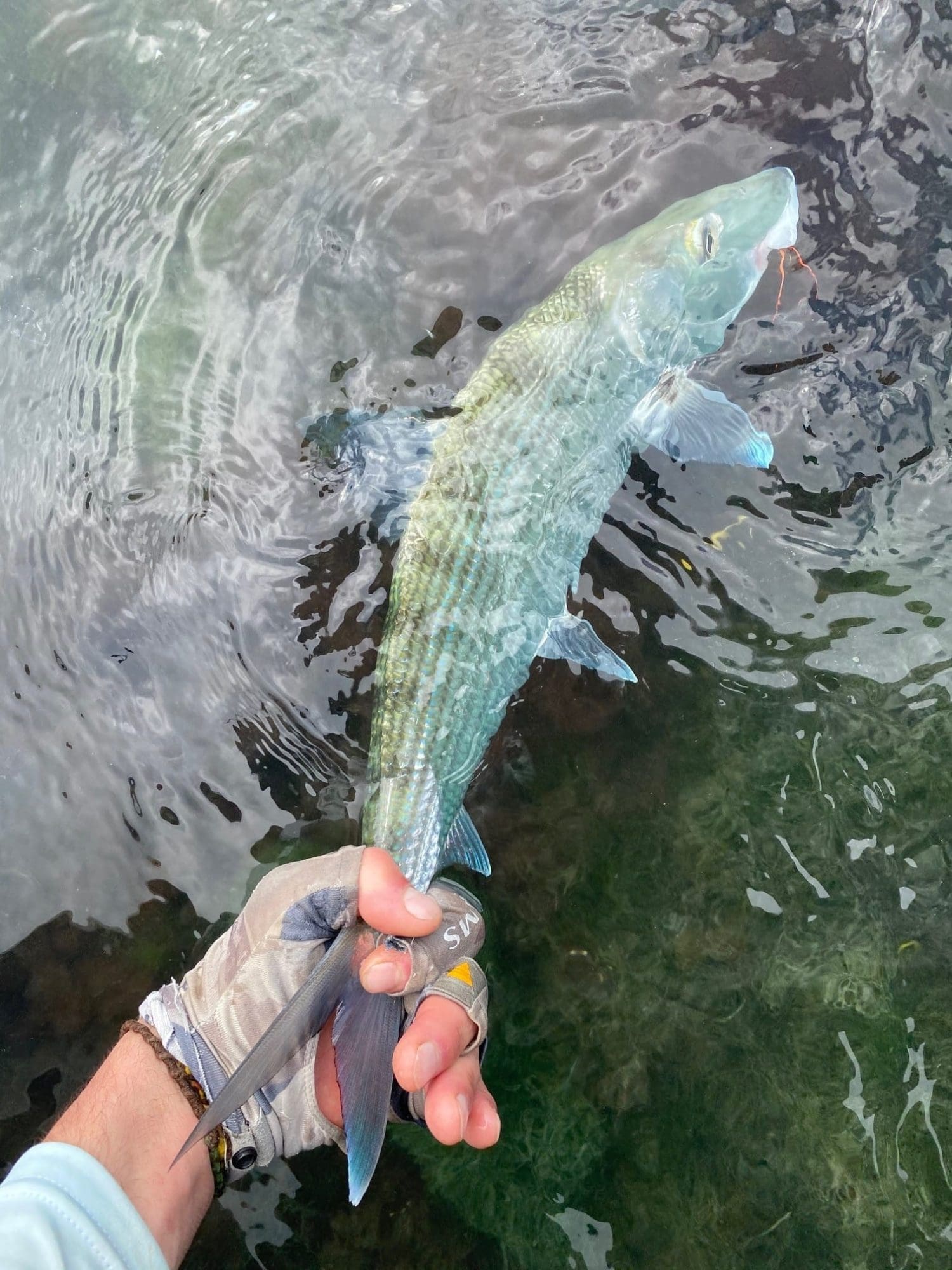 Bonefishing is excellent year round and our water temps do not fluctuate with cold front like farther north such as the Florida Keys or Bahamas.
