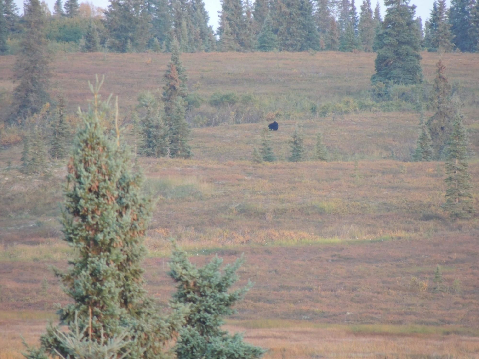 A black bear seen on a moose hunt in Alaska