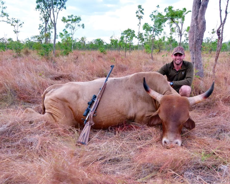 Scrub bull hunts in Australia