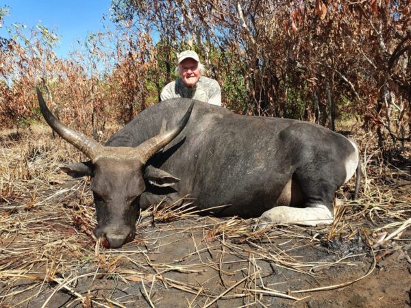 Australia is the only place in the world to hunt Banteng!