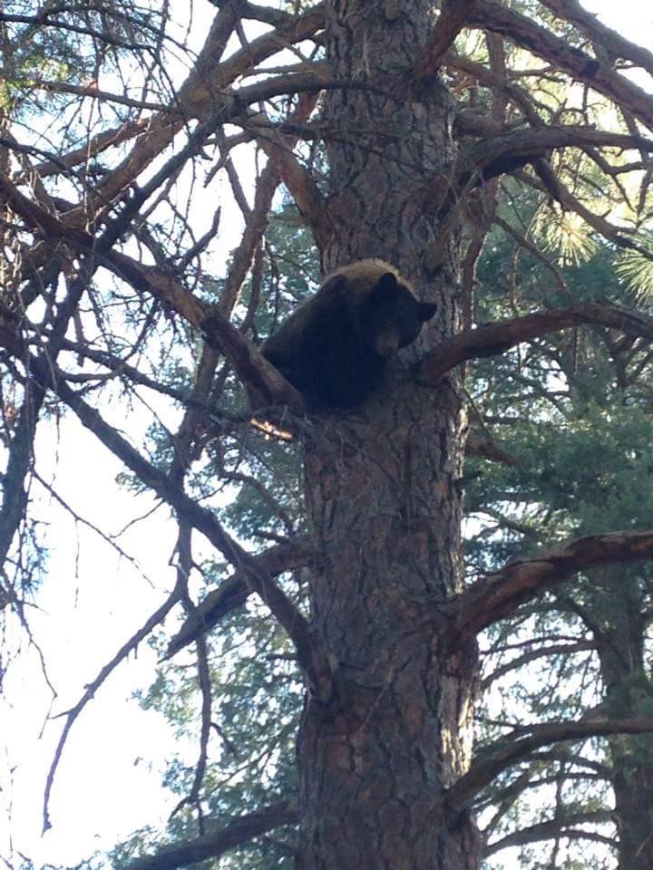 A big bear treed.