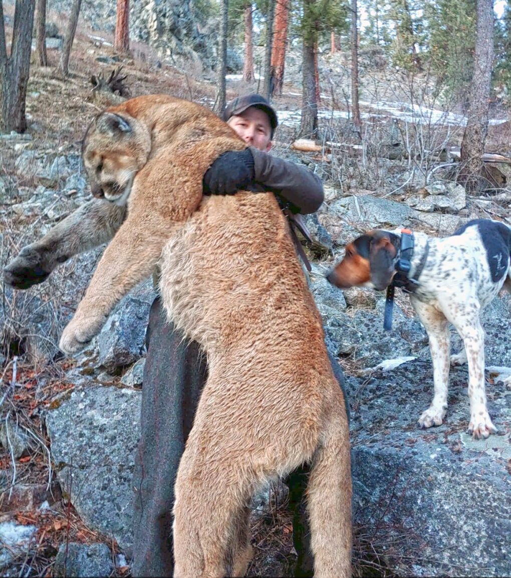 Idaho mountain lion hunting