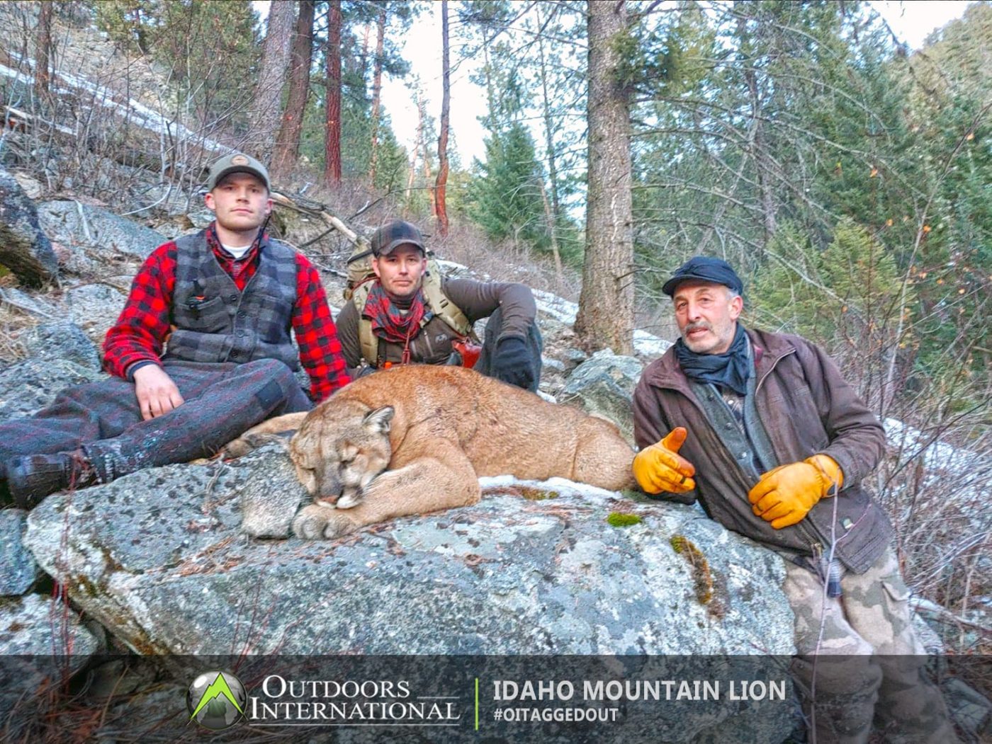 Idaho Mountain Lion Client BHO A great Idaho mountain lion