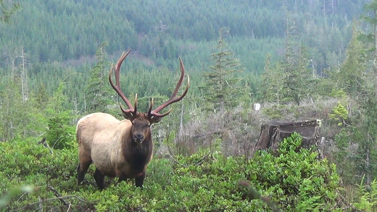 A nice Roosevelt elk