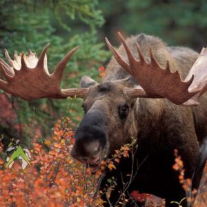 Moose Hunts