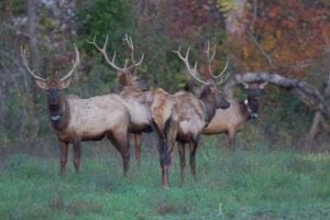Bull elk group