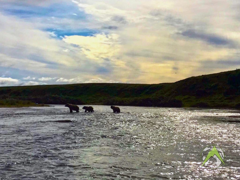 Brown Bear in the river