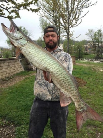 A giant Fox River muskie.