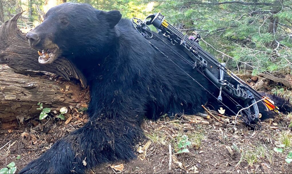 Outdoors International client with a great Arizona black bear.