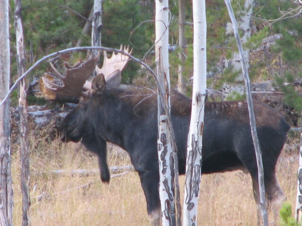 Shiras-Moose » Outdoors International A big Shiras moose bull