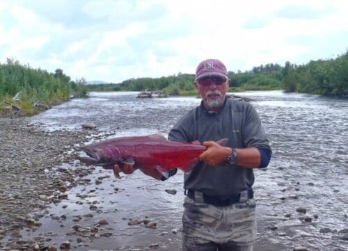 Nice Alaska Salmon in shallow river