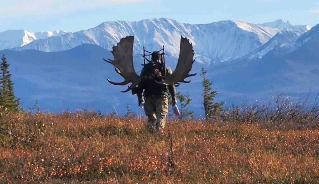 Hunter packing out a huge bull moose in Alaska