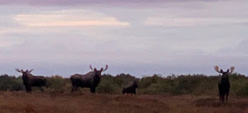 » Outdoors International We had four bulls come in to camp all at once!