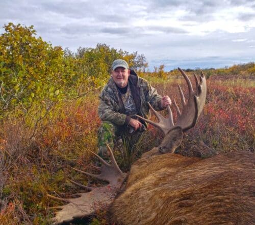 A great Alaska moose