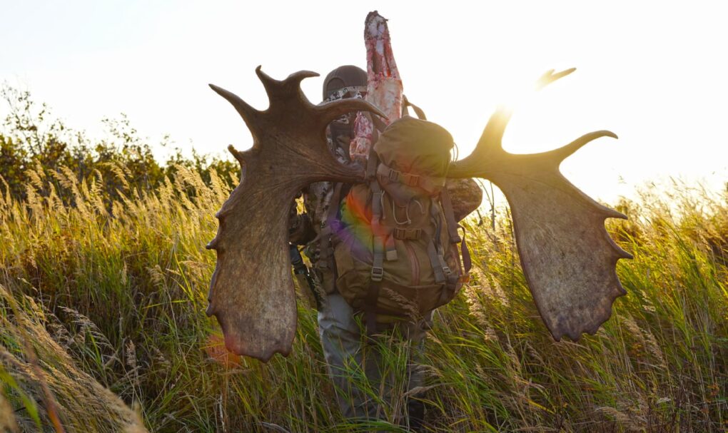 Jack Dillon packing out a moose with his EXO Pack