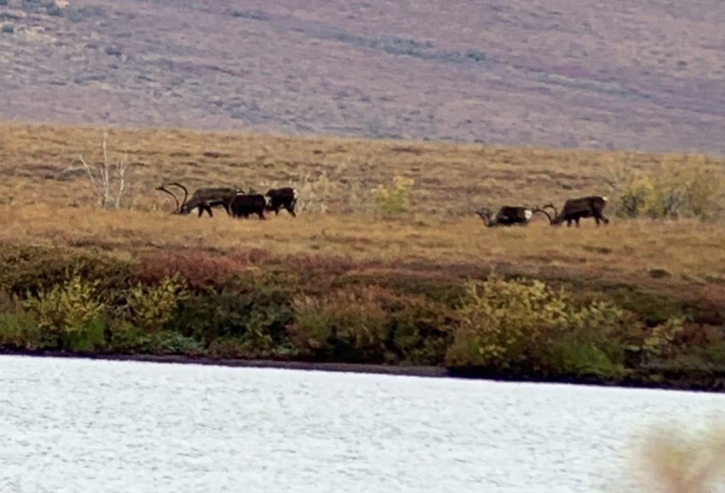 A herd of caribou across the lake.
