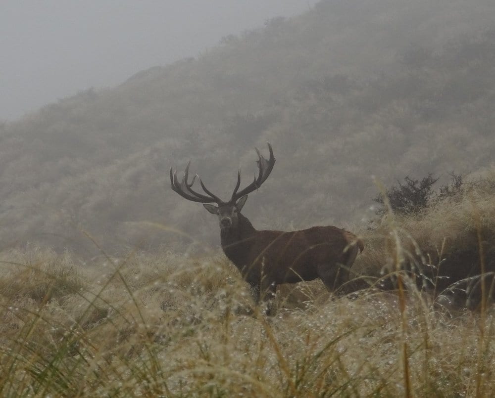 A great red stag in New Zealand. On our tahr and red stag combo hunt you should experience some incredible free range hunting.