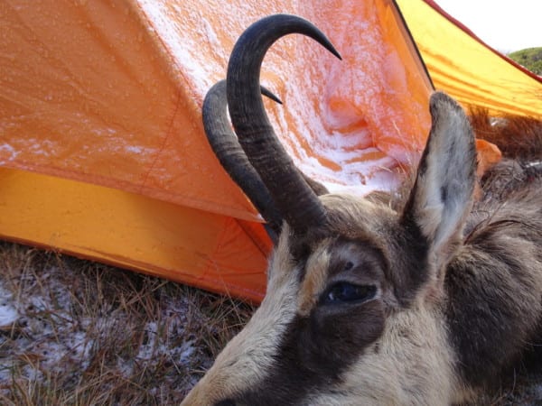 It isn't uncommon to spot trophy animals right from camp!