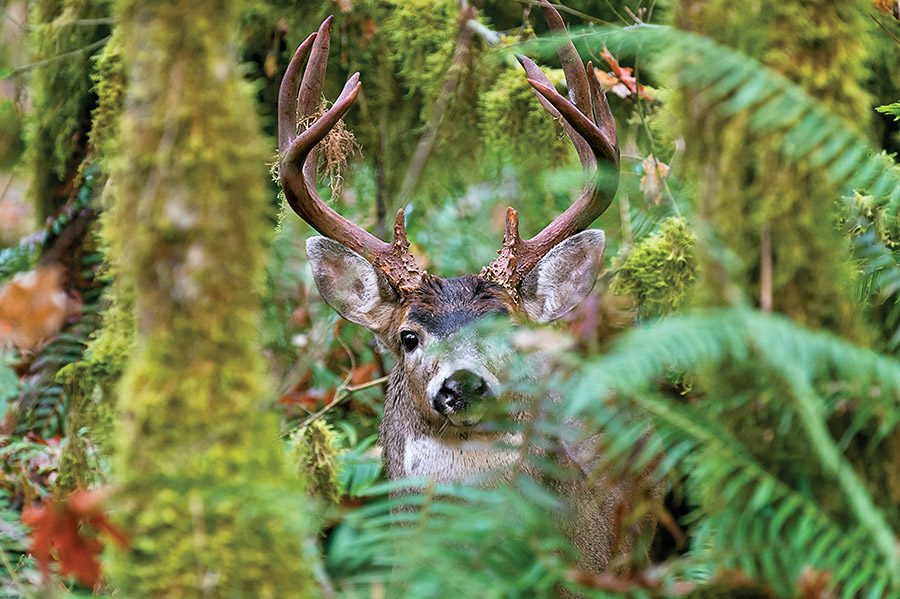 Columbia Blacktail Deer Hunting