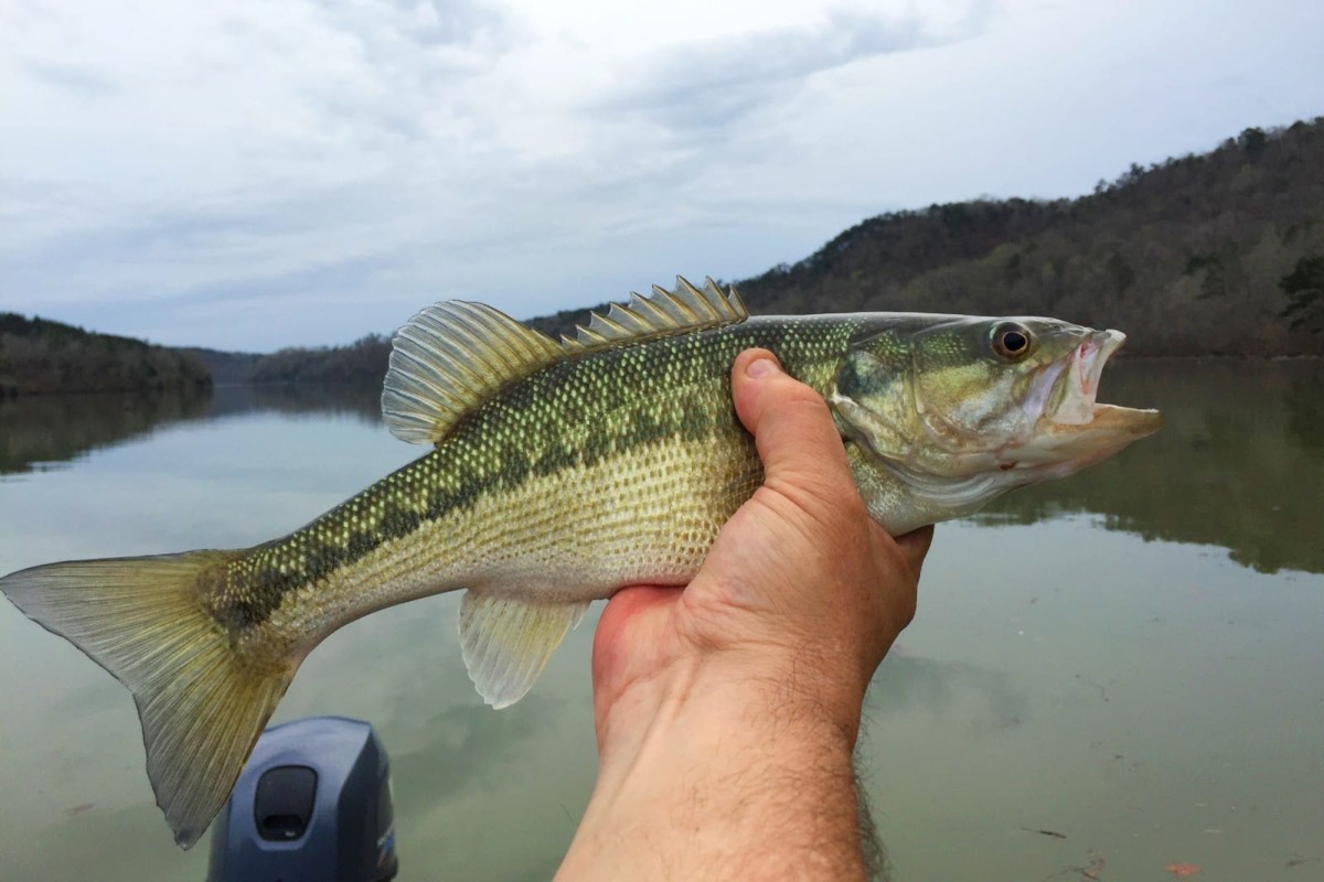 Smallmouth Bass