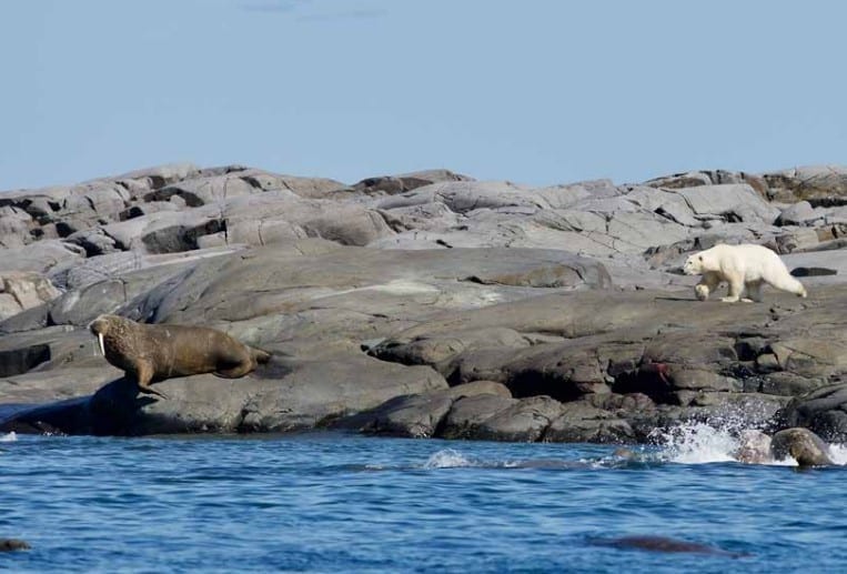 Polar bear stalking a herd of walrus