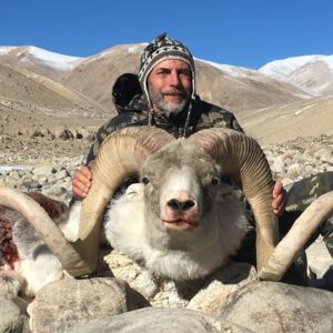 A huge 60 inch Marco Polo ram taken in Tajikistan