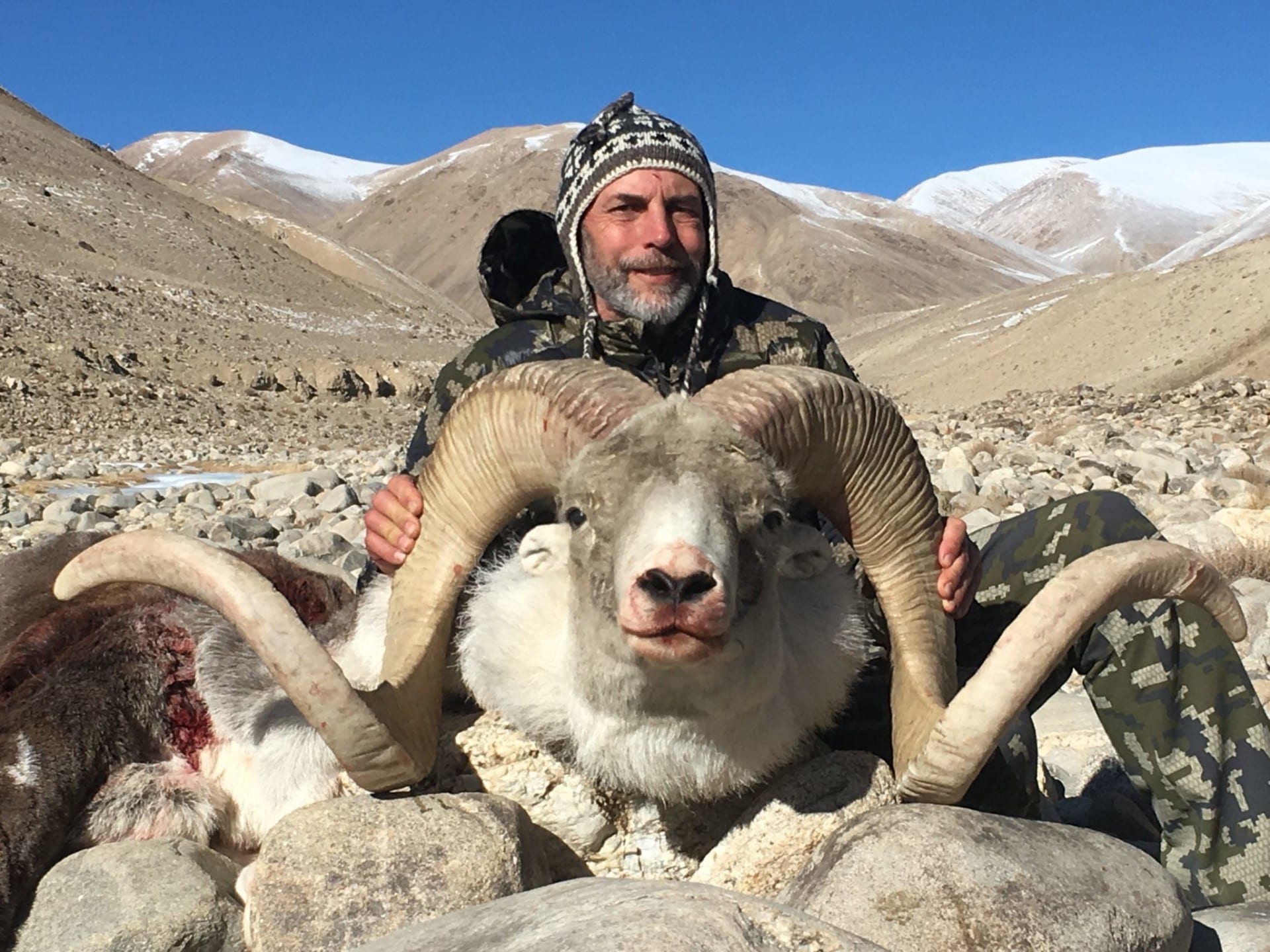 A huge 60 inch Marco Polo ram taken in Tajikistan