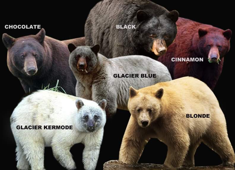 Color Phase Black Bears