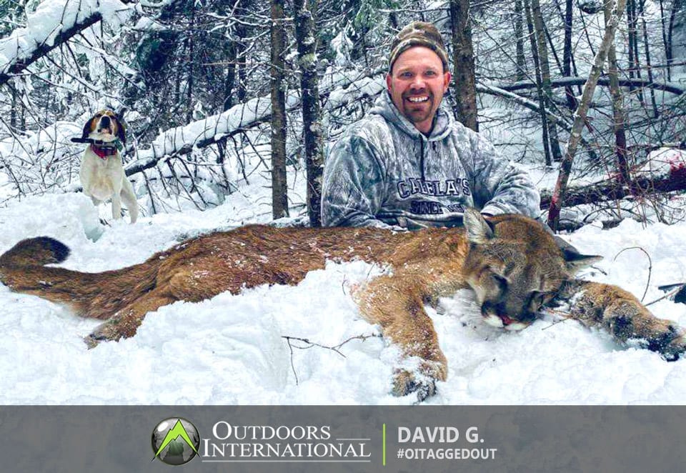 Idaho mountain lion hunting