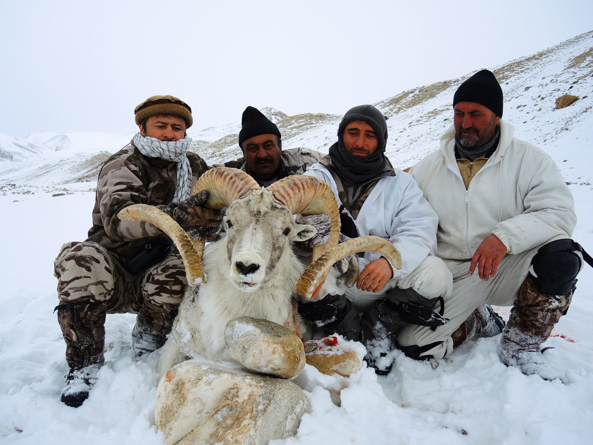 Guides with a big ram.