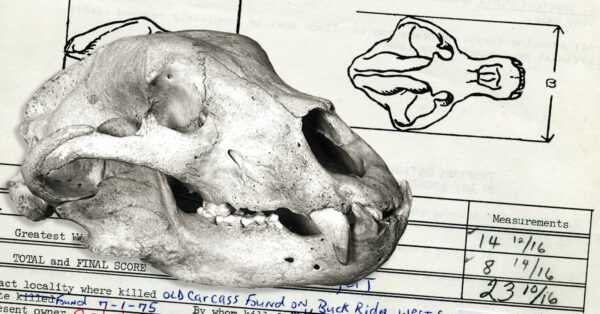 how-to-measure-a-bear-skull-outdoors-international