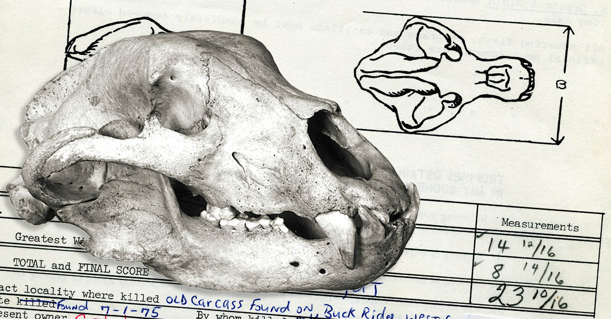 how to score a bear skull