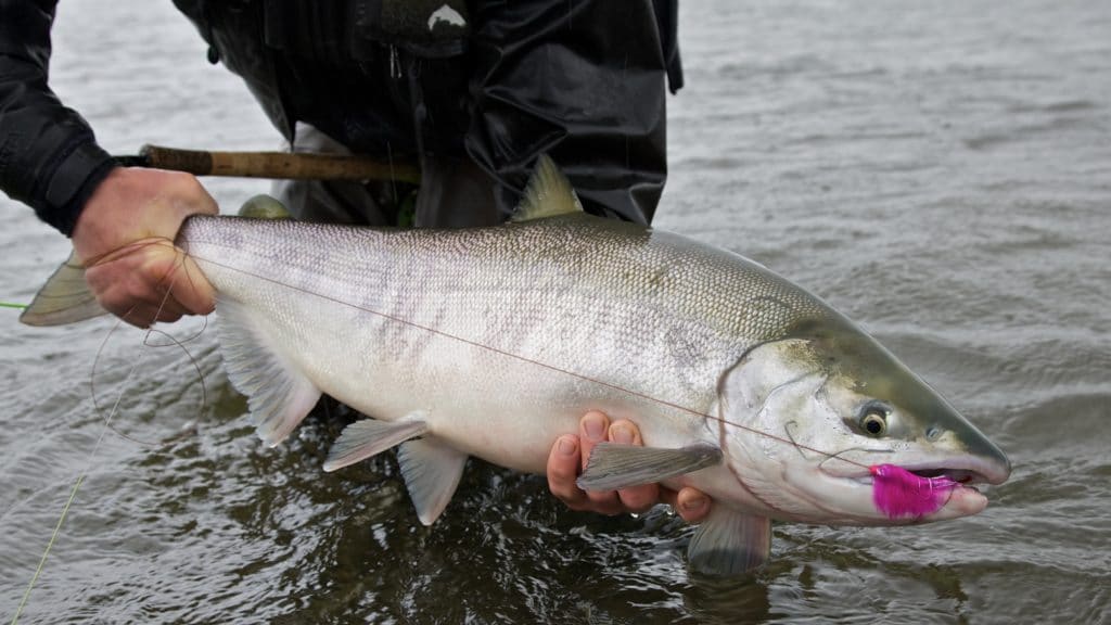 Fishing in Alaska – Top 10 Best Trips » Outdoors International