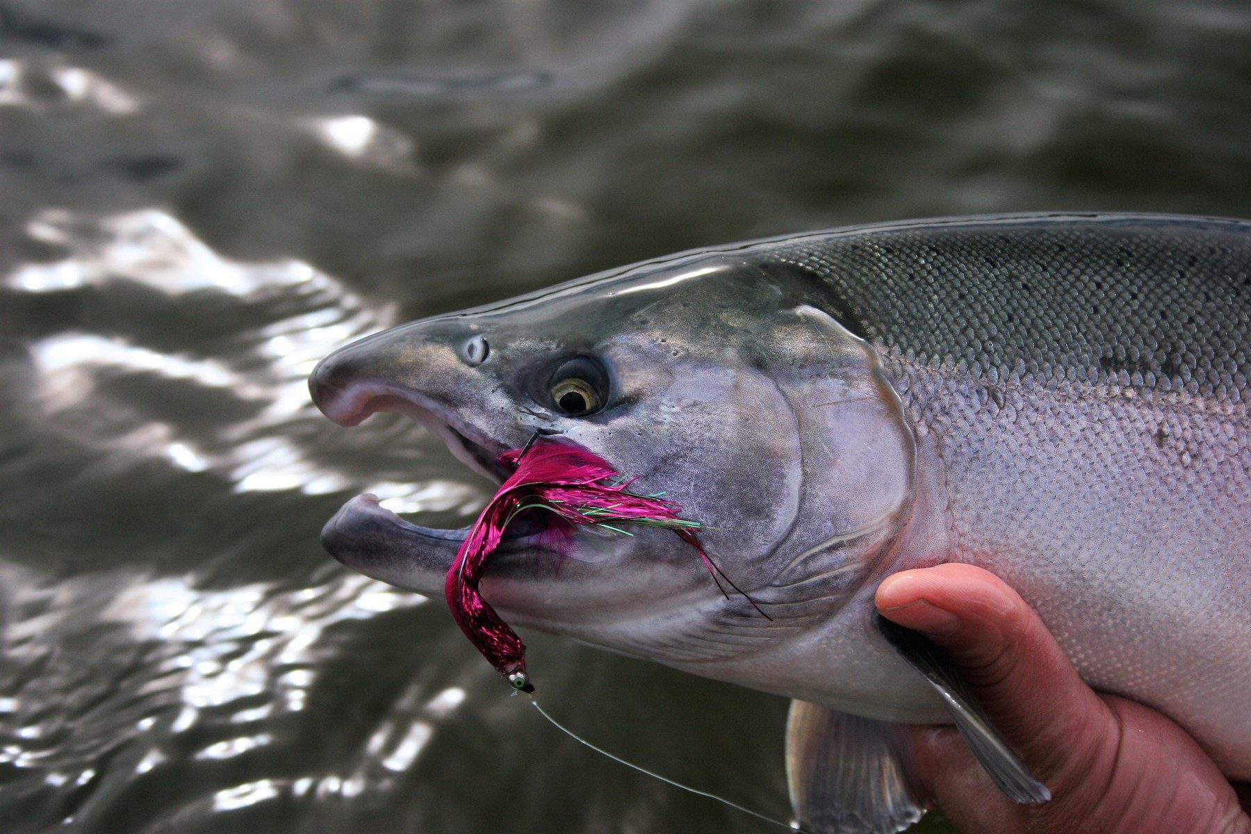 The Coho Salmon runs have increased in numbers and consistency each year and have become a major attraction for both fly and spin fishermen on the Alagnak River.