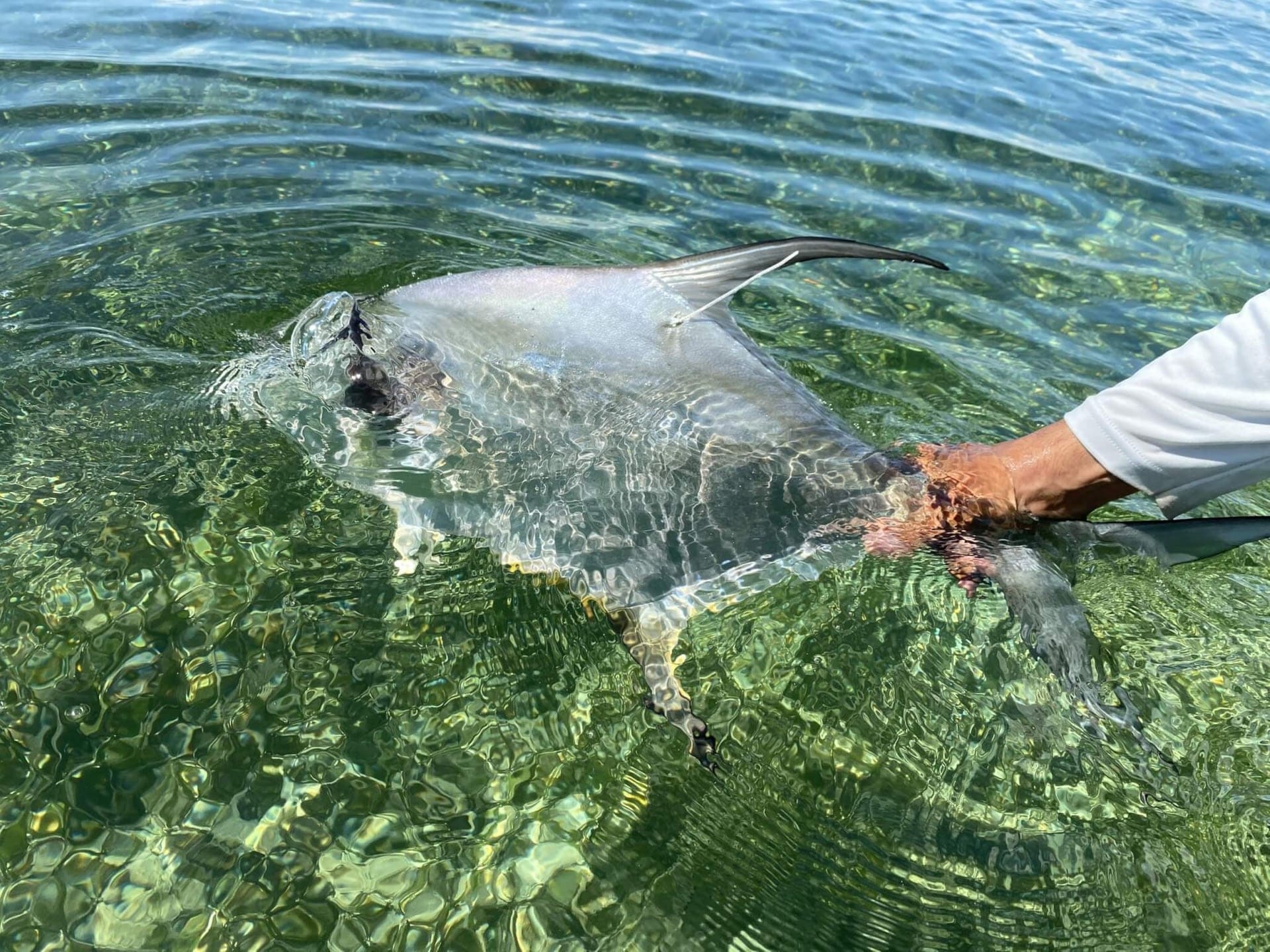 BelizeFlyFishingPermit18.jpg OUTDOORS INTERNATIONAL