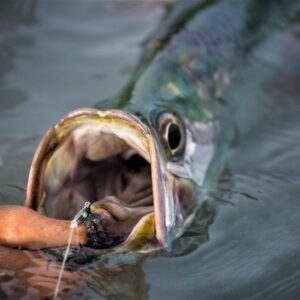 Tarpon
