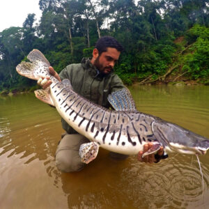 Surubi or Striped Catfish
