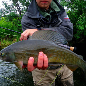 These fisheries provide some of the regions most productive and consistent fishing for rainbow trout, arctic char, grayling, and Dolly Varden.