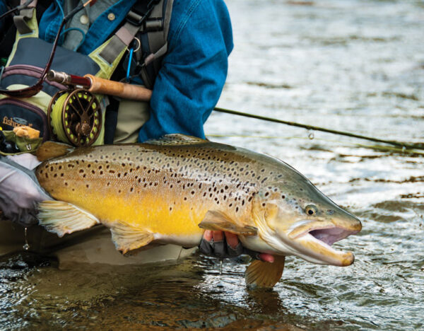 Epic fishing for big old browns in New Zealand