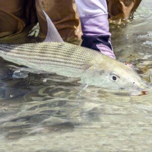 Vast swathes of flats make it Bonefish heaven and for those who want a good shot at GT's, without an exorbitant 'Seychelles' price-tag...look no further.