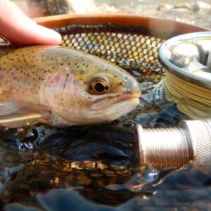 Blue Ribbon fishing for wild cutthroat trout