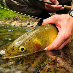 Blue Ribbon fishing for wild cutthroat trout