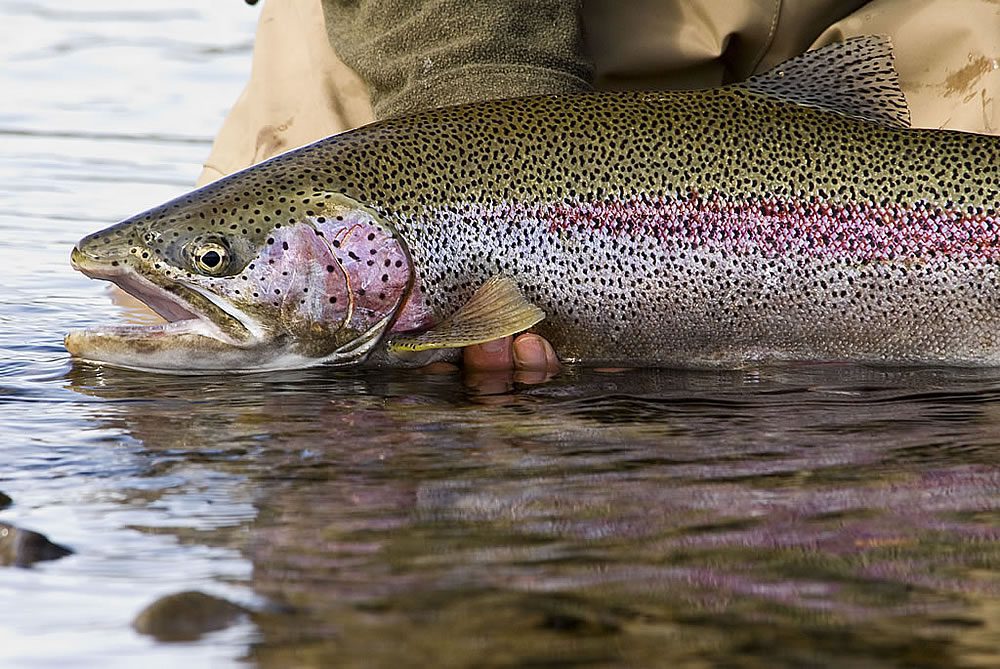 Fly Fishing Flies to Satisfy Any Cutthroat Trout's Diet – Montana