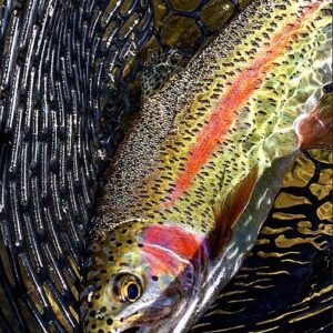 In addition to streamer fishing the lower stretch of the canyon is conducive to fishing large foam hoppers along the grassy cut banks to entice the big browns that lurk below!