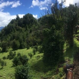 If you are scared of horses do not be timid about these guys they are the most well behaved horses I’ve ever ridden.