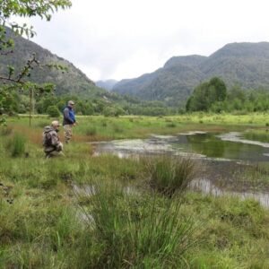 The clear water was up over the grazed grass and caliphate bushes. Big Browns were slowly cruising sucking up worms and whatever else they could find.