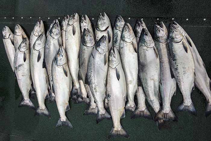 Prince-of-Wales-Fishing-Lodge-Salmon-Fishing-1.jpg » Outdoors International Bring home boxes of fresh salmon.