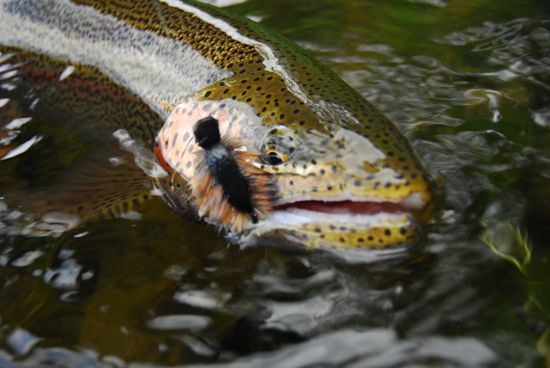 The Ozernaya has every single ingredient to grow slab-sized rainbows – Lots of insects, huge salmon runs, mice, and tons of sculpins. It’s also easy to wade and gin clear. Much of the time you’ll be sight casting to big fish.