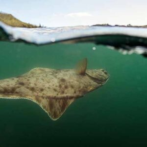 Halibut