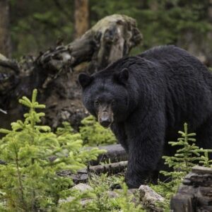 Black Bear Hunts